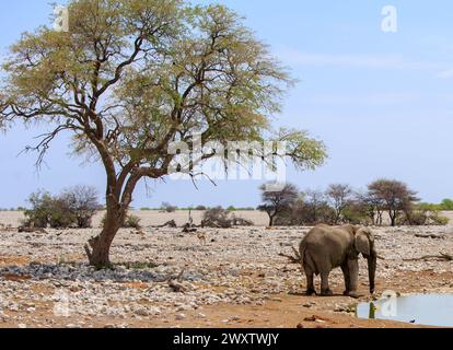 Éléphant d'Afrique debout à côté d'un point d'eau avec un grand arbre vert luxuriant au premier plan Banque D'Images