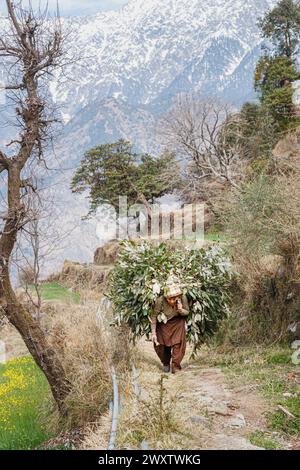 Un villageois local transporte une grande et lourde charge de branches coupées et de feuilles sur un chemin de montagne dans le village de Naddi, célèbre pour ses vues sur la chaîne de Dhauladhar Banque D'Images