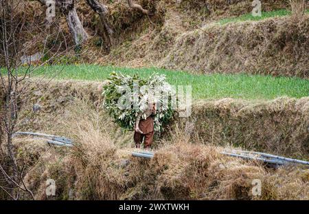 Un villageois local transporte une grande et lourde charge de branches coupées et de feuilles dans le village de Naddi, célèbre pour les vues de Naddi View point sur la chaîne de Dhauladhar Banque D'Images