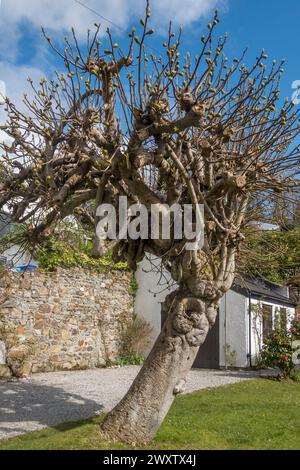 Un vieux figuier robuste (ficus carica) dans un jardin de Cornouailles, cultivé et taillé (très exceptionnellement) comme un arbre standard autonome (UK) Banque D'Images