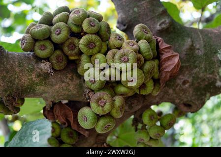 Figuier, Ficus auriculata Banque D'Images