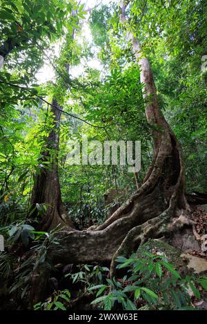 Une forêt avec deux arbres et un grand arbre avec un trou dedans. Langkawi Island, Malaisie Banque D'Images