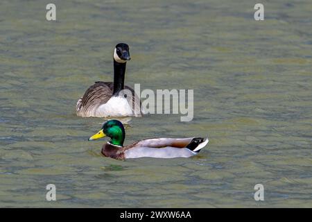 Colvert / canard sauvage (Anas platyrhynchos) mâle / drake dans le plumage de reproduction et oie du Canada (Branta canadensis) nageant dans l'étang au printemps Banque D'Images