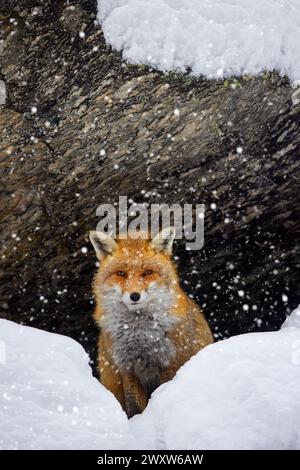 Renard roux (Vulpes vulpes) assis dans la neige sous la paroi rocheuse dans les montagnes en hiver pendant les chutes de neige Banque D'Images