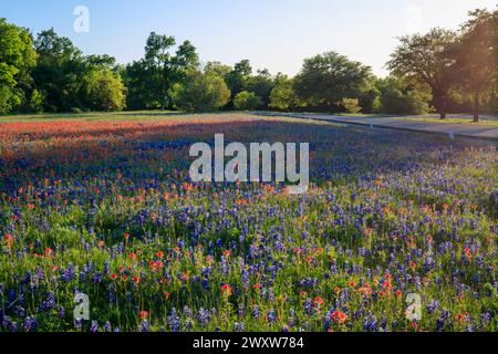 Un champ dynamique de fleurs sauvages, avec les légendaires bleus du Texas et un mélange de fleurs rouges de pinceau indien entrecoupées Banque D'Images