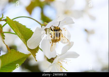 Abeille collectant le pollen d'une fleur de cerisier Banque D'Images