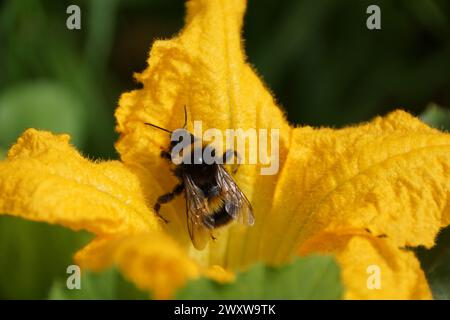 Bourdon sur une fleur de citrouille Banque D'Images