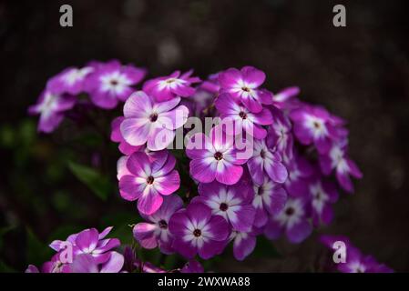 Jolis pétunias colorés Banque D'Images