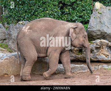 Bébé éléphant d'Asie (Elephas maximus) au zoo de Chester, Chester, Cheshire, Angleterre, Royaume-Uni Banque D'Images