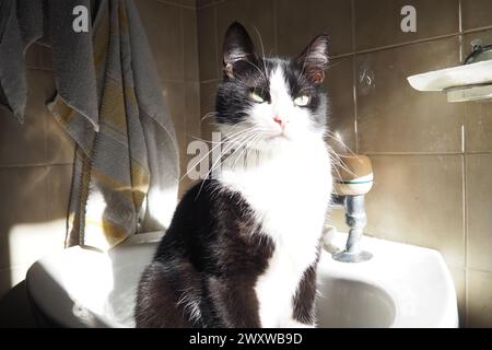 Un chat noir-blanc est assis dans l'évier. Le chat se réchauffe et prend un bain de soleil au soleil. L'endroit préféré des animaux de compagnie. Soins pour animaux de compagnie. L'ami à quatre pattes de l'homme. Banque D'Images