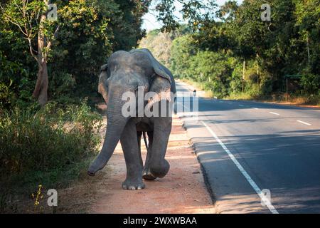 Vue de face de l'éléphant sauvage marchant le long de la route principale. Habarana au Sri Lanka. Banque D'Images