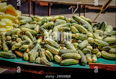 Concombres verts empilés sur la table et se prélasser au soleil pour la vente au marché agricole de Zagreb, en Croatie Banque D'Images