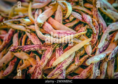 Gros plan des haricots de langue du Dragon ou des haricots de cire se prélasser au soleil pour la vente au marché agricole de Zagreb, en Croatie Banque D'Images