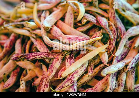 Gros plan des haricots Dragon Tongue ou des haricots de cire se prélasser au soleil pour la vente sur le marché agricole de Zagreb, Croatie Banque D'Images