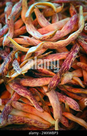 Gros plan des haricots Dragon Tongue ou des haricots de cire se prélasser au soleil pour la vente sur le marché agricole de Zagreb, Croatie Banque D'Images