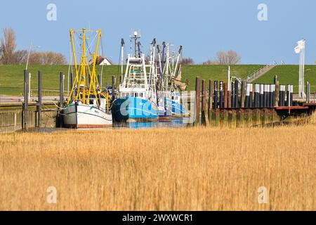 Port à Wremen, basse-Saxe sur la côte allemande de la mer du Nord avec bateaux de pêche, bateaux de crevettes, digue en arrière-plan et champ de roseaux au premier plan. Banque D'Images