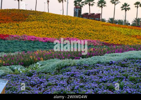 Yanbu, région de Madinah, Arabie saoudite. 23 mars 2019 - Fête des fleurs - événement annuel organisé par la Commission royale Banque D'Images