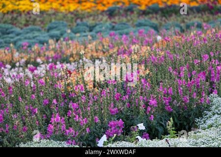 Yanbu, région de Madinah, Arabie saoudite. 23 mars 2019 - Fête des fleurs - événement annuel organisé par la Commission royale Banque D'Images