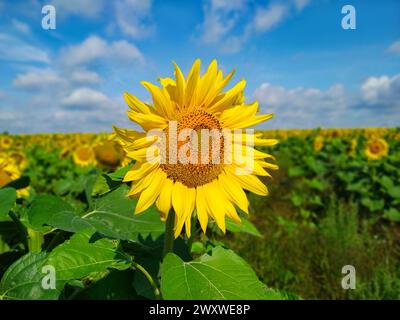 Tournesol jaune gros plan dans un champ de tournesols contre le ciel bleu Banque D'Images