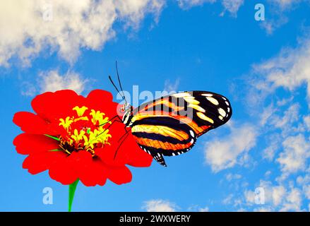 Dame peinte papillon nom latin vanessa cardui pollinisant une Zinnia, fleur Banque D'Images