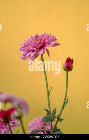 Photo de fleurs de chrysanthème éclatantes mettant en valeur la beauté de la nature dans des pétales complexes et des teintes vibrantes, un spectacle captivant d'élégance florale. Banque D'Images