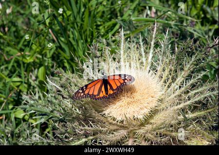 Migration du papillon monarque sur un chardon dans un pâturage vert au printemps au Texas. Banque D'Images