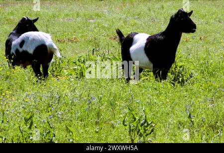 Deux chèvres noires et blanches dans un pâturage vert avec des fleurs de printemps, en plein soleil, herbe au premier plan orientée vers la droite Banque D'Images