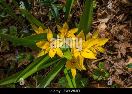 Tulipe sauvage, Tulipa sylvestris, floraison à Pruhonice, République tchèque le 30 mars 2024. (CTK photo/Libor Sojka) Banque D'Images