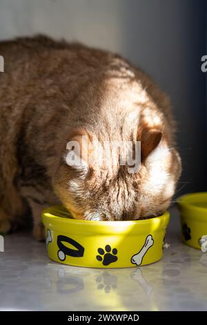 Un beau chat adulte rayé domestique mange dans un bol à côté d'une plante d'intérieur Banque D'Images