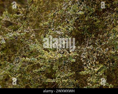 Gros plan sur les feuilles panachées vert crème de l'arbuste du jardin ou du petit arbre azara microphylla variegata. Banque D'Images