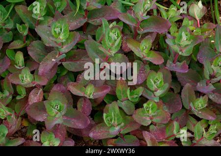 Gros plan sur les fleurs rose pâle du jardin succulent et pierre hylotelephium Matrona. Banque D'Images