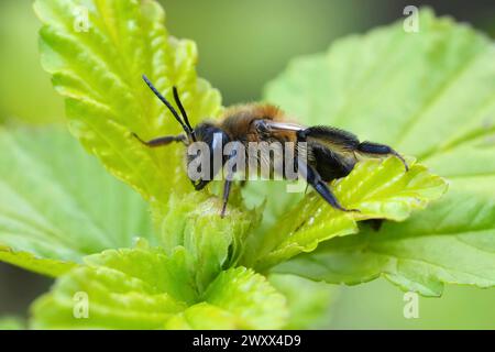 Gros plan naturel sur une abeille minière femelle de chocolat, Andrena scotica assise dans une végétation verte Banque D'Images