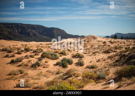 Le désert majestueux du parc d'État de Coral Pink Sand Dunes Banque D'Images