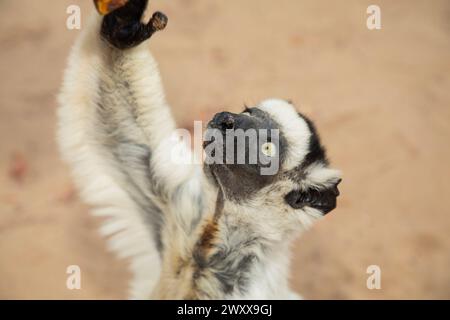 Sifaka blanc de Verreaux avec tête sombre sur la faune de l'île de Madagascar. primate mignon et curieux avec de grands yeux. Célèbre lémurien dansant Banque D'Images