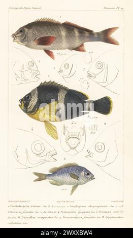 Morwong ou bilagai péruvien, Chirodactylus variegatus 1, anémonefish mauricien, Amphiprion chrysogaster 2 et chromis vert, Chromis viridis 3. Gravure sur cuivre à pointillés en couleur main par Eugène Giraud d’après une illustration de Felix-Edouard Guérin-Méneville et Edouard voyages de Guérin-Méneville de l’iconographie du règne animal de George Cuvier, iconographie du Royaume animal de George Cuvier, J. B. Baillière, Paris, 1829-1844. Banque D'Images