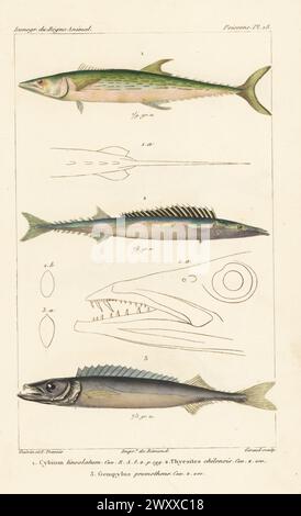 Maquereau espagnol strié, Scomberomorus lineolatus 1, snoek, Thyrsites atun 2 et Roudi escolar, Promethichthys prometheus 3. Gravure sur cuivre à pointillés en couleur main par Eugène Giraud d’après une illustration de Felix-Edouard Guérin-Méneville et Edouard voyages de Guérin-Méneville de l’iconographie du règne animal de George Cuvier, iconographie du Royaume animal de George Cuvier, J. B. Baillière, Paris, 1829-1844. Banque D'Images