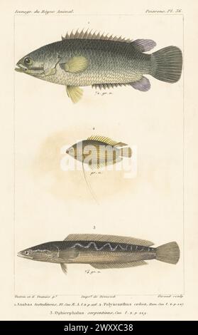 Perche grimpante, Anabas testudineus 1, gourami miel, chuna Trichogaster 2 et tête de serpent géante, Channa micropeltes 3. Gravure sur cuivre à pointillés en couleur main par Eugène Giraud d’après une illustration de Felix-Edouard Guérin-Méneville et Edouard voyages de Guérin-Méneville de l’iconographie du règne animal de George Cuvier, iconographie du Royaume animal de George Cuvier, J. B. Baillière, Paris, 1829-1844. Banque D'Images