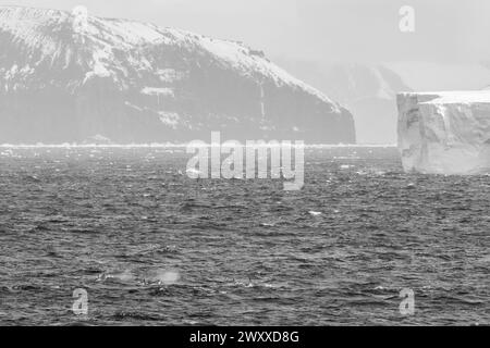 Antarctique, mer de Ross, Cap Adare. Épaulards (type C) Banque D'Images