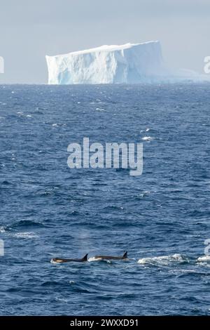 Antarctique, mer de Ross, Cap Adare. Épaulards (type C) Banque D'Images