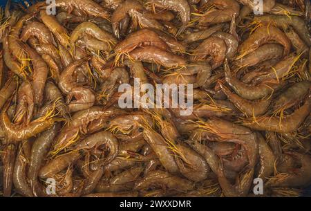 Balikpapan, Indonésie - 15 mars 2024. Une photo en gros plan d'un monticule de crevettes fraîches et crues. Leurs coquilles sont translucides et leurs corps sont dodes, U. Banque D'Images