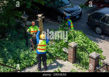 Abattre un arbre devant une maison dans le quartier Windsor Terrace de Brooklyn NYC Banque D'Images