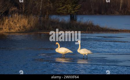 Cygnes trompettistes un soir de mars dans le nord du Wisconsin. Banque D'Images