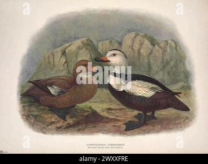 Canard du Labrador, Camptolaimus labradorius. Plaque de livre lithographique vintage de Walter Rothschild 'oiseaux éteints', 19ème siècle, illustration par John Gerrard Keulemans Banque D'Images