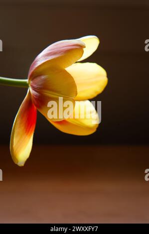 Tulipe unique en fleur à la lumière naturelle Banque D'Images