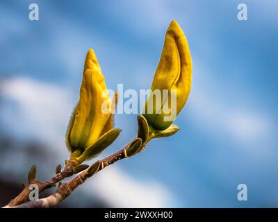 Magnolia jaune fleurit au printemps, fond bleu flou naturel Banque D'Images