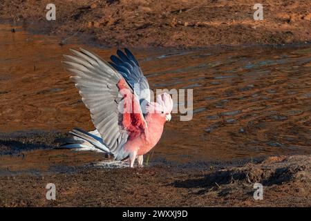 Galah (Cacatua roseicapilla) aux ailes déployées, Mt Augustus, Australie occidentale, Australie occidentale, Australie occidentale Banque D'Images