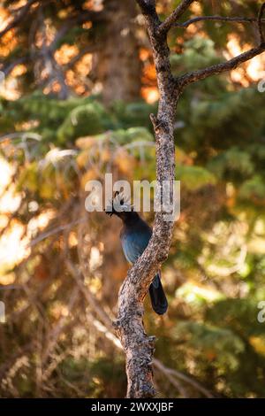 Oiseau Jay de Stellar (Cyanocitta stelleri) perché sur un arbre dans le parc national de Bryce Canyon, Utah Banque D'Images