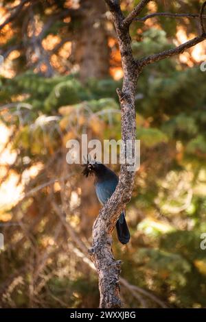 Oiseau Jay de Stellar (Cyanocitta stelleri) perché sur un arbre dans le parc national de Bryce Canyon, Utah Banque D'Images