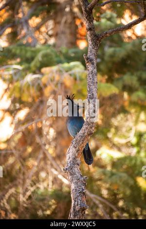 Oiseau Jay de Stellar (Cyanocitta stelleri) perché sur un arbre dans le parc national de Bryce Canyon, Utah Banque D'Images