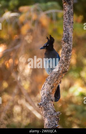 Oiseau Jay de Stellar (Cyanocitta stelleri) perché sur un arbre dans le parc national de Bryce Canyon, Utah Banque D'Images